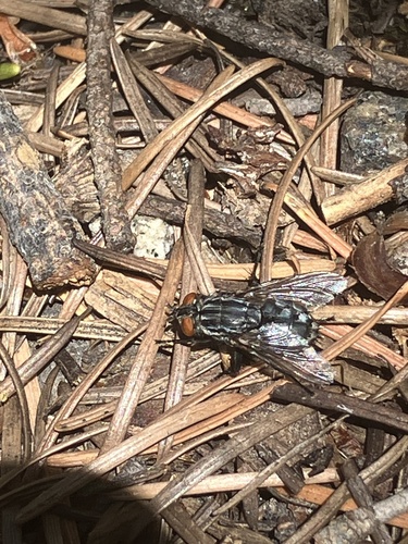 iNaturalist observation photo of Bot Flies, Blow Flies, and Allies