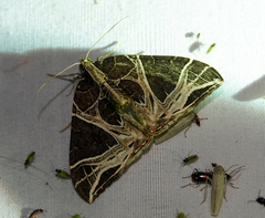 Ecliptopera rectilinea