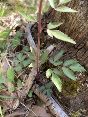Zizia trifoliata