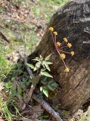 Zizia trifoliata