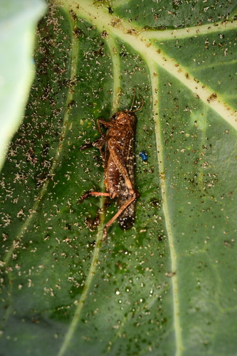 Migratory Locust