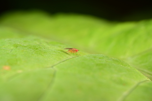 Drosophila busckii