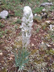 Asphodeline taurica