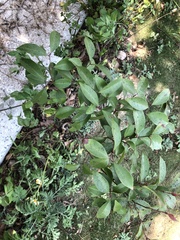 Rhodomyrtus tomentosa