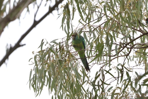 Mallee Ringneck