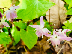 Epimedium