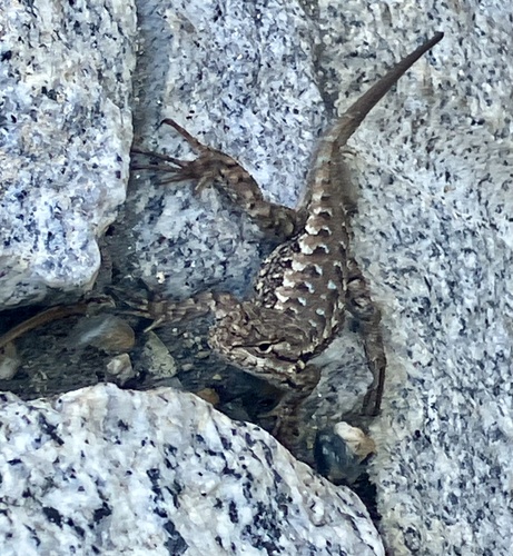 iNaturalist observation photo of Western Fence Lizard