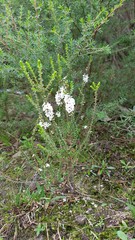 Epacris microphylla