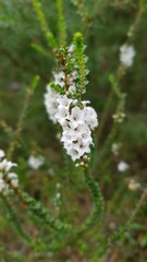 Epacris microphylla