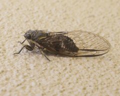 Physeema quadricincta