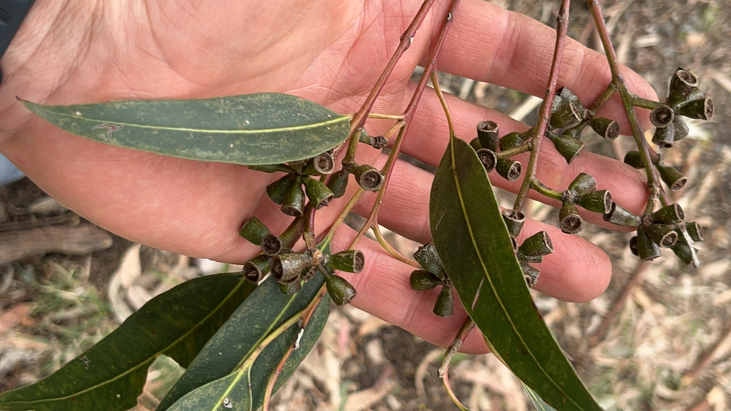 Eucalyptus punctata; photograph (c) Kevin Jäger, some rights reserved (CC BY)