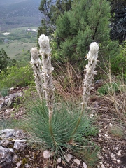 Asphodeline taurica