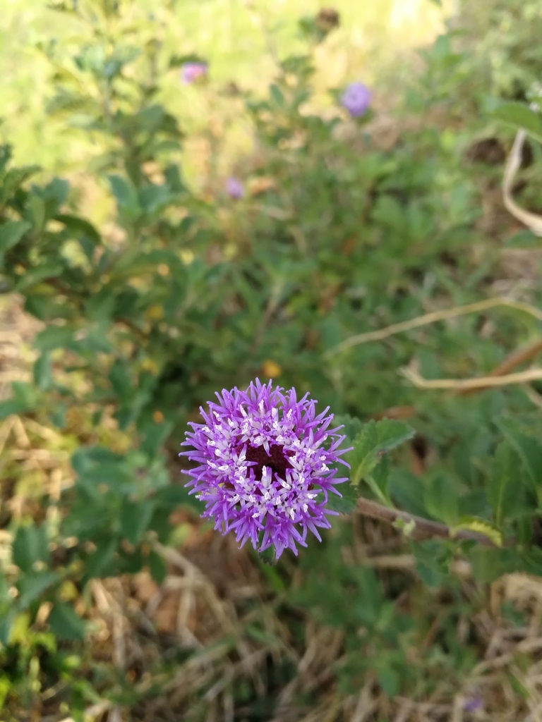 Centratherum punctatum, Valapattanam