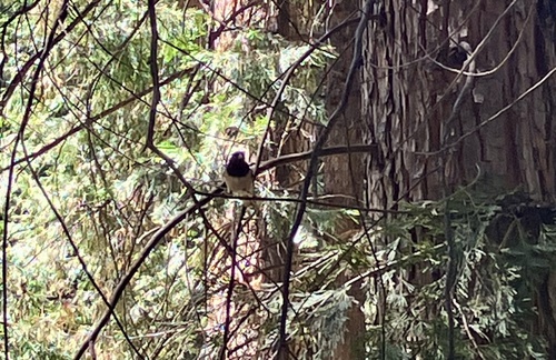iNaturalist observation photo of Dark-eyed Junco
