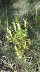 Lavandula viridis