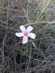 Oxalis lateriflora