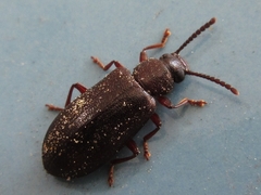 Luprops orientalis