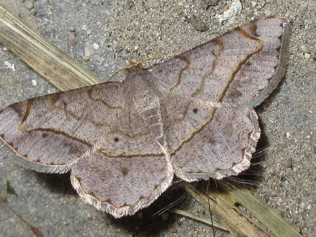 Chiasmia hebesata