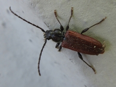 Callidiellum rufipenne