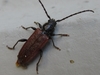 Japanese Cedar Longhorned Beetle - Photo (c) onidiras-iNaturalist, some rights reserved (CC BY-NC), uploaded by onidiras-iNaturalist
