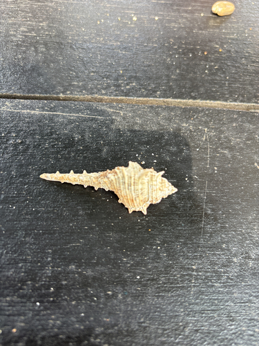 rare-spined murex