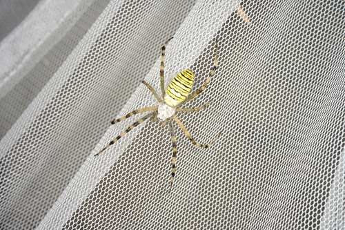 Wasp Spider