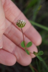 Trifolium microdon