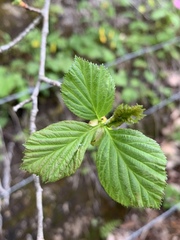 Crataegus calpodendron
