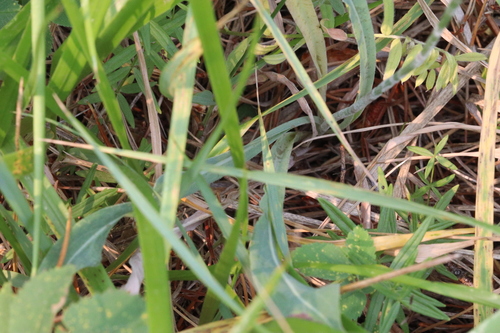 Agoseris glauca, photograph 3