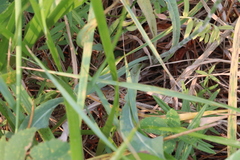 Agoseris glauca, photograph (c) Rowan Fehr, some rights reserved (CC BY)