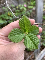 Crataegus calpodendron