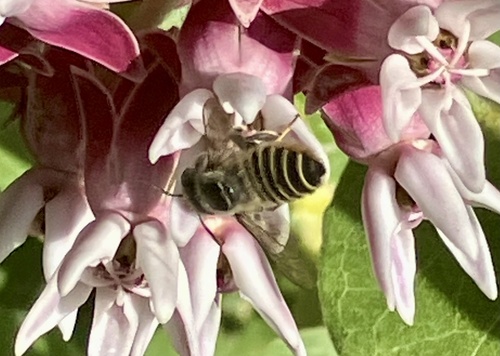 iNaturalist observation photo of Leafcutter, Mortar, and Resin Bees