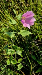 Malva thuringiaca, photograph Анна Митрошенкова, CC BY, iNaturalist via GBIF