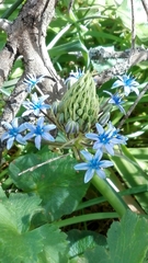 Scilla peruviana
