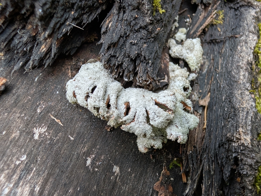 splitgill mushroom · August 2026 · photo: Photo: no rights reserved · iNaturalist