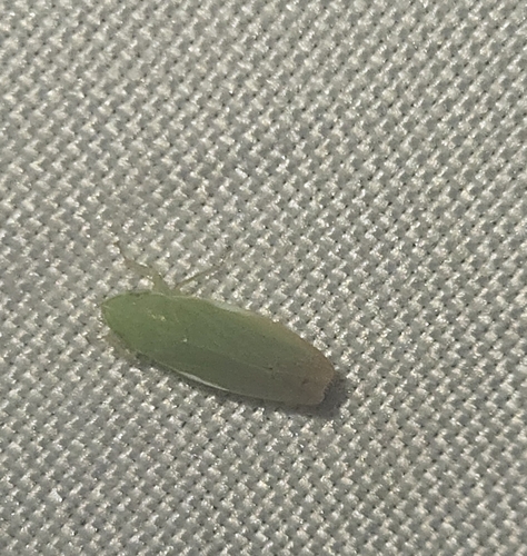 Memnonia, 2026-08-09
