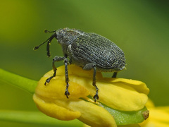 Ceutorhynchus obstrictus