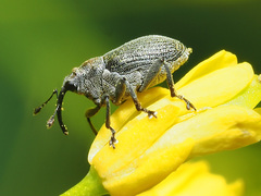 Ceutorhynchus obstrictus