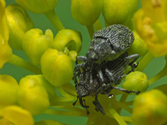Ceutorhynchus obstrictus