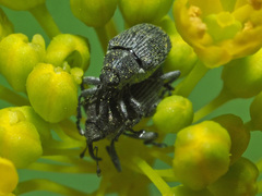 Ceutorhynchus obstrictus