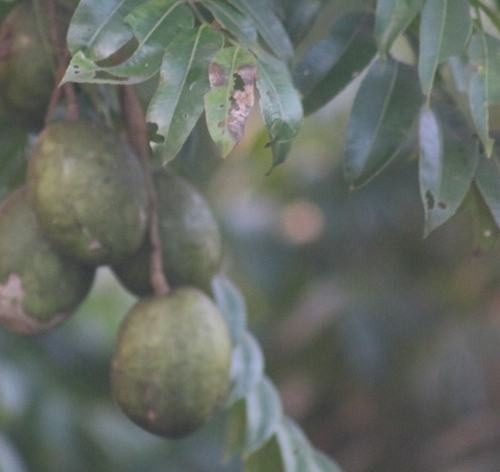 Spondias dulcis