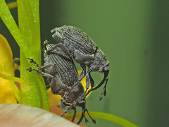 Ceutorhynchus obstrictus