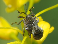 Ceutorhynchus obstrictus