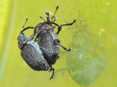 Ceutorhynchus obstrictus