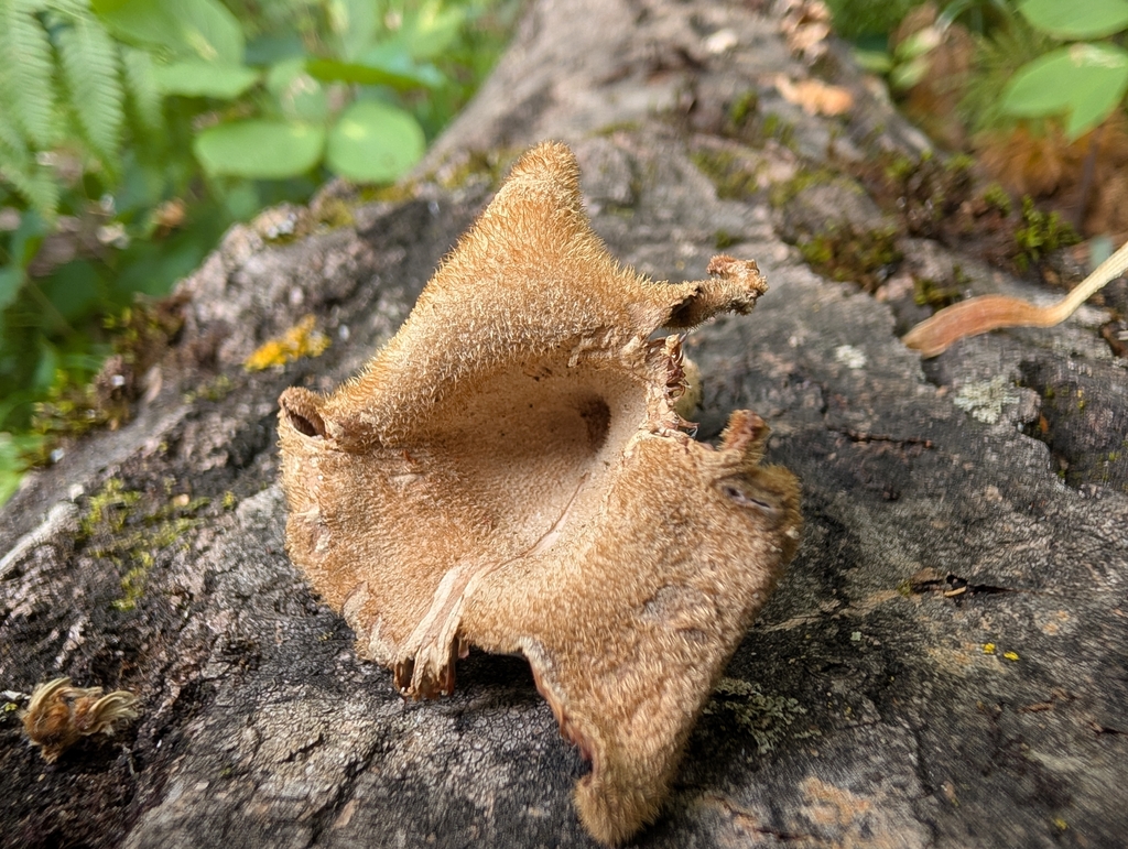 Hairy Oyster Mushroom · August 2026 · photo: Photo: no rights reserved · iNaturalist