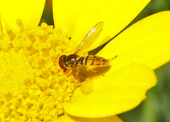 Toxomerus marginatus