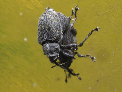 Ceutorhynchus obstrictus