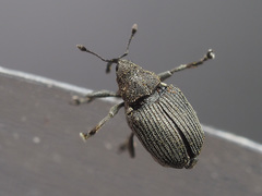 Ceutorhynchus obstrictus