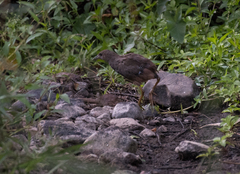 Amaurornis moluccana