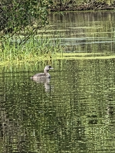 Pied-billed Grebe